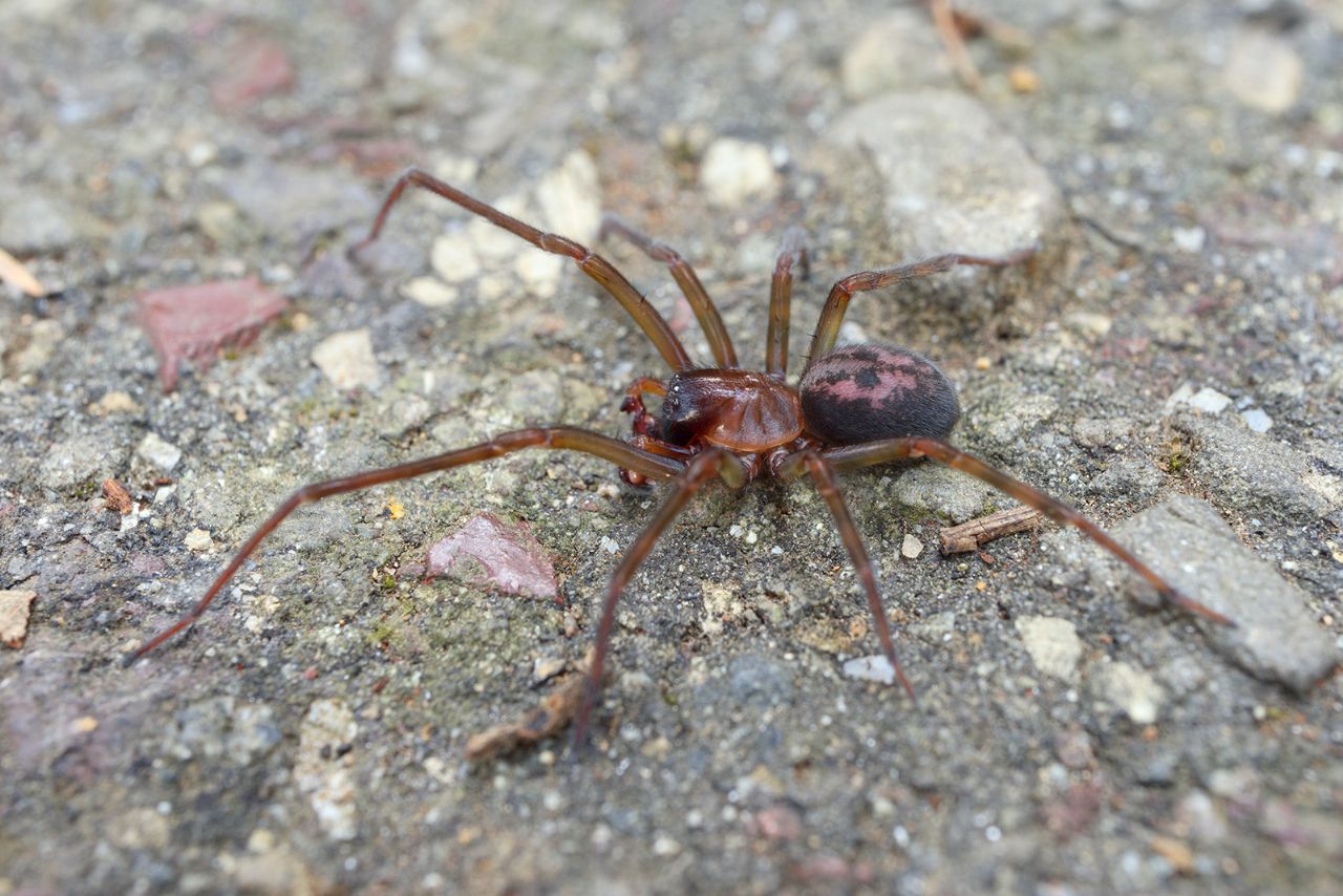 Amaurobius sp.- Portovenere (SP)